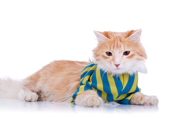 red and white cat wearing clothes