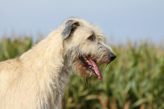 portrait de l'irish wolfhound de profil,