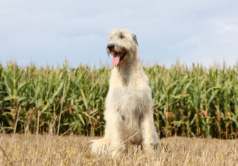 irish wolhound assis de face dans le champ