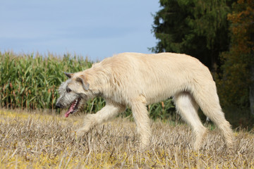 irish wolfhound marchant tête baissée
