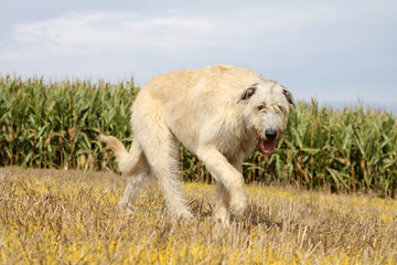 pas lourd du lévrier de face