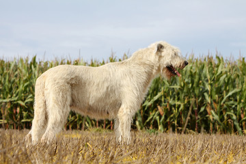 Plakat Greyhound w polach profilu