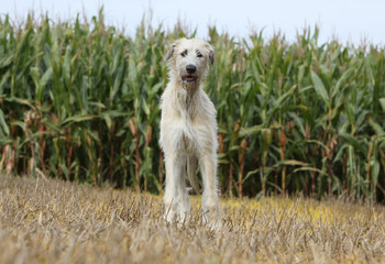 chien de genre lévrier debout de face