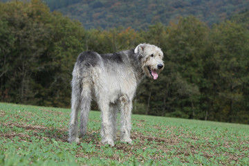 Fototapeta premium irish wolfhound de dos