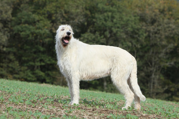 beautiful irish wolhound on the grass