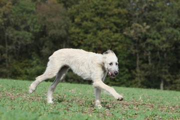 irish wolfhound running