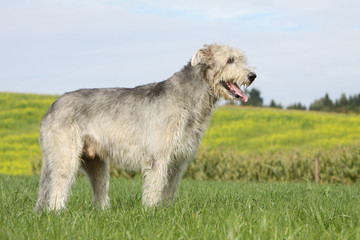 Sch&ouml;n irish wolfhound