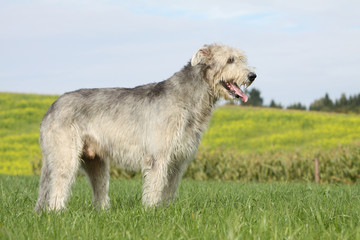 Schön irish wolfhound