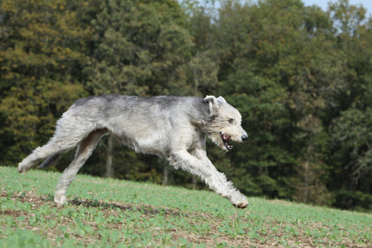 irish wolhound,jumping and running