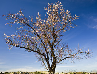 Fototapeta premium Almendro