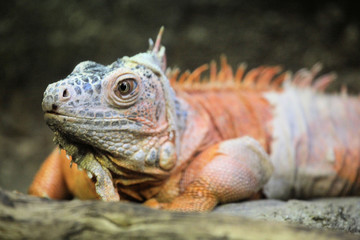 IGUANA