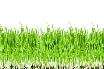 Fototapeta premium Fresh green grass isolated