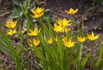 yellow spring