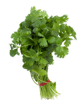 1 286 Best Coriandre Images Stock Photos Vectors Adobe Stock