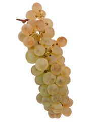 Raisin Chasselas