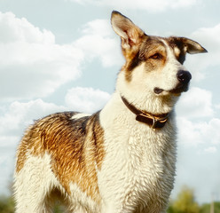 profile portrait of a pretty mixed breed dog