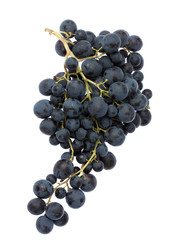 Raisin Muscat de Hambourg