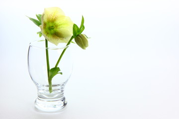 クリスマスローズ