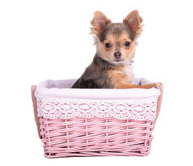 Chihuahua puppy girl (bitch) in pink basket