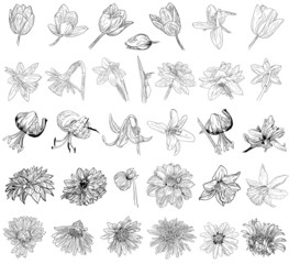 collection of floral sketches