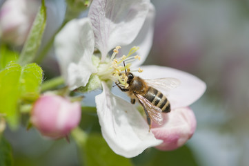 Fleur de pommier et abeille