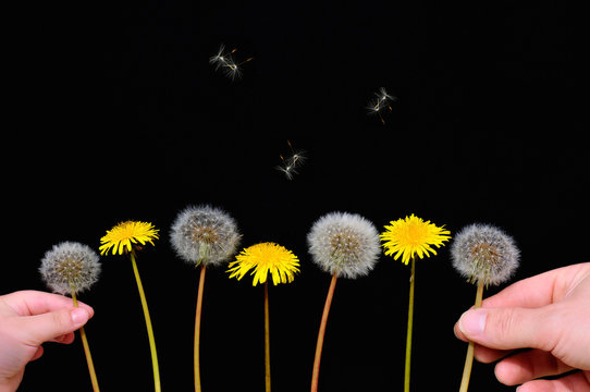 Tarasacum Officinale volando.