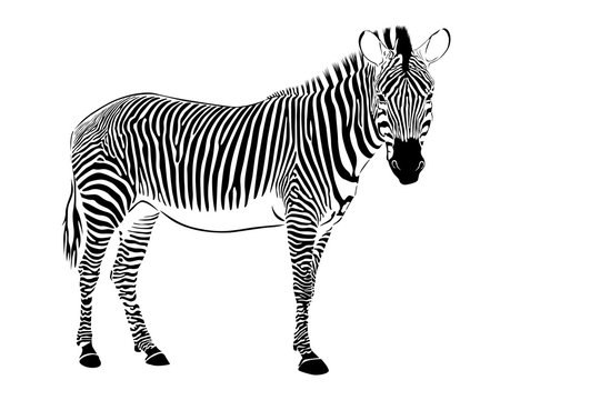 zebra staying isolate