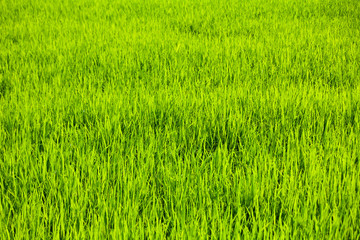 Rice field