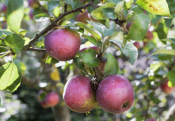 Real apples on a branch with leaves
