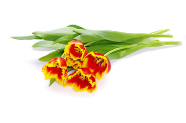 tulips on white
