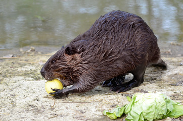 Castor canadien mangeant une pomme