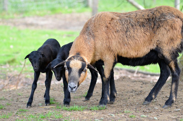 Fototapeta premium Brebis du mouton du Cameroun avec deux agneaux noirs