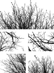 Set of black silhouettes of branches of fruit trees