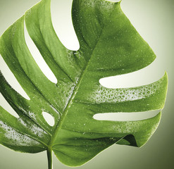 Monstera
