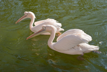 Two Great White Pelicans