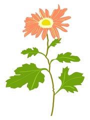 Chrysanthemum. Vector