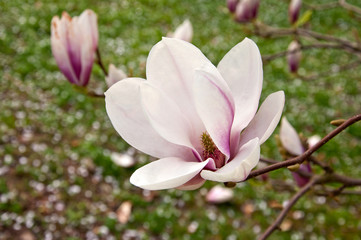 Fototapeta na wymiar Magnolia Blossom