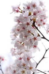 sakuraを縦フレで。