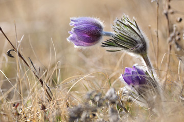 Alpine anemone flower