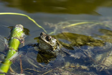 Frog in lake