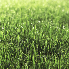 Grass
