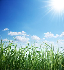 Green grass and sunny sky