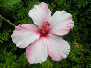 Hibiskusblüte © D. Fabri