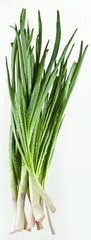 Green onions bunch on a white background