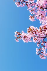 Photo sur Plexiglas Fleur de cerisier Cerisier rose