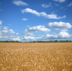 Wheat field and bly sky.