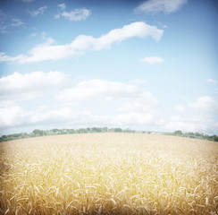 Wheat field and bly sky.