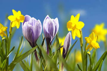 Obraz premium flowers