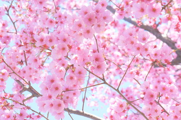 サクラ桜さくら © jun.SU.