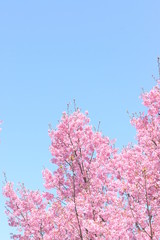 さくらサクラ桜